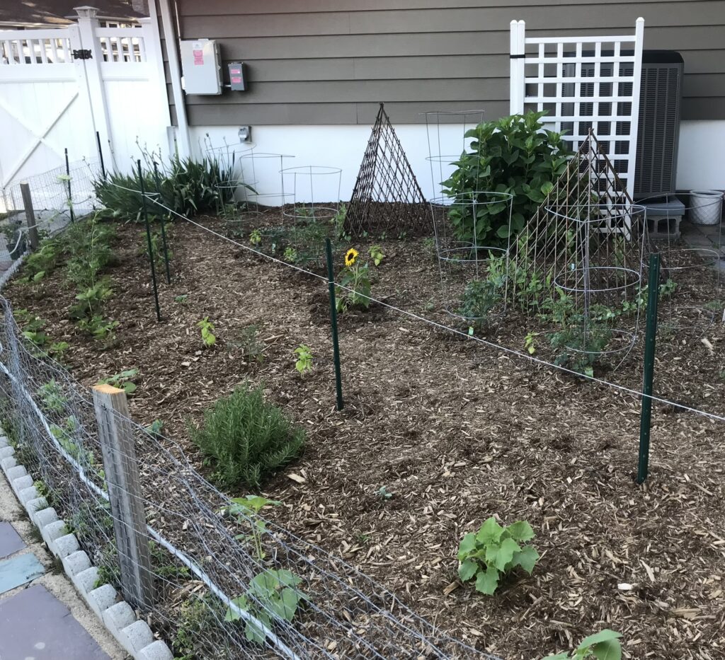 Newly planted garden with seedlings.