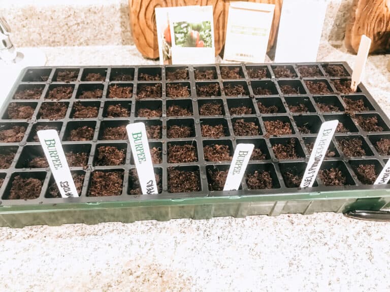 starting seeds indoors