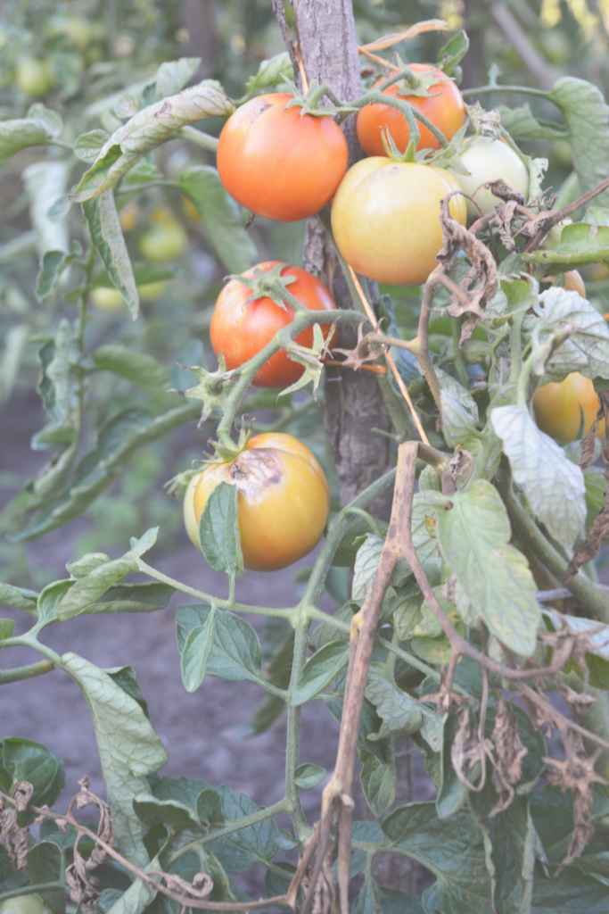 Branch of tomato plant dying from blight