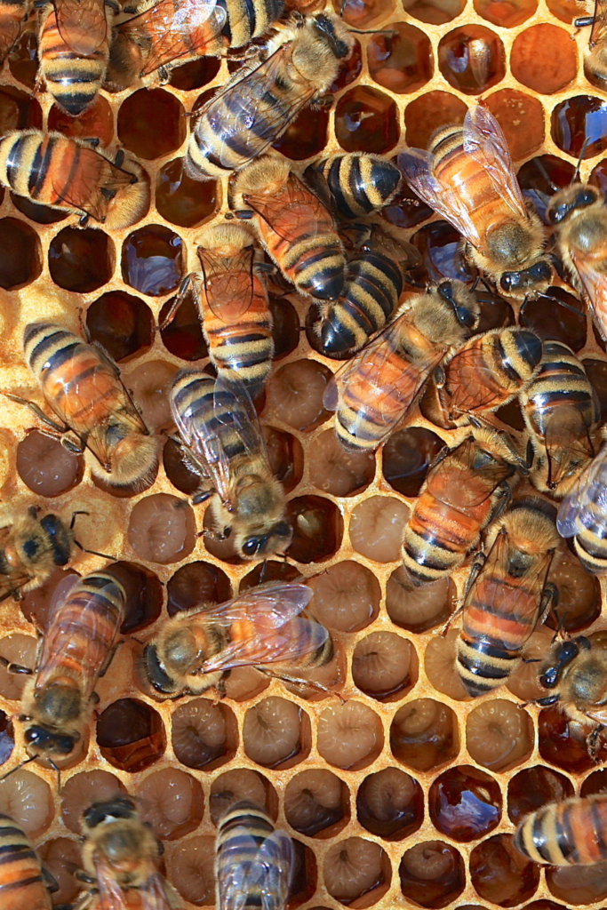 Gardening Basics Which Part of a Plant Attracts Pollinators?