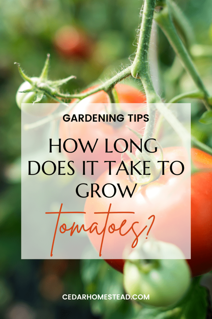 how long does it take to grow cherry tomatoes