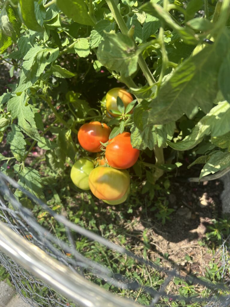 how to grow tomatoes at home