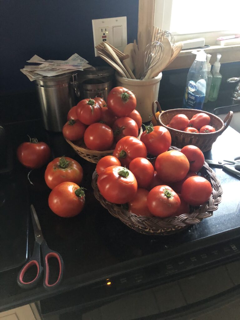 how to grow tomatoes in a pot
