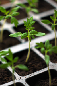 How Often to Water Seedlings: A Beginner’s Guide