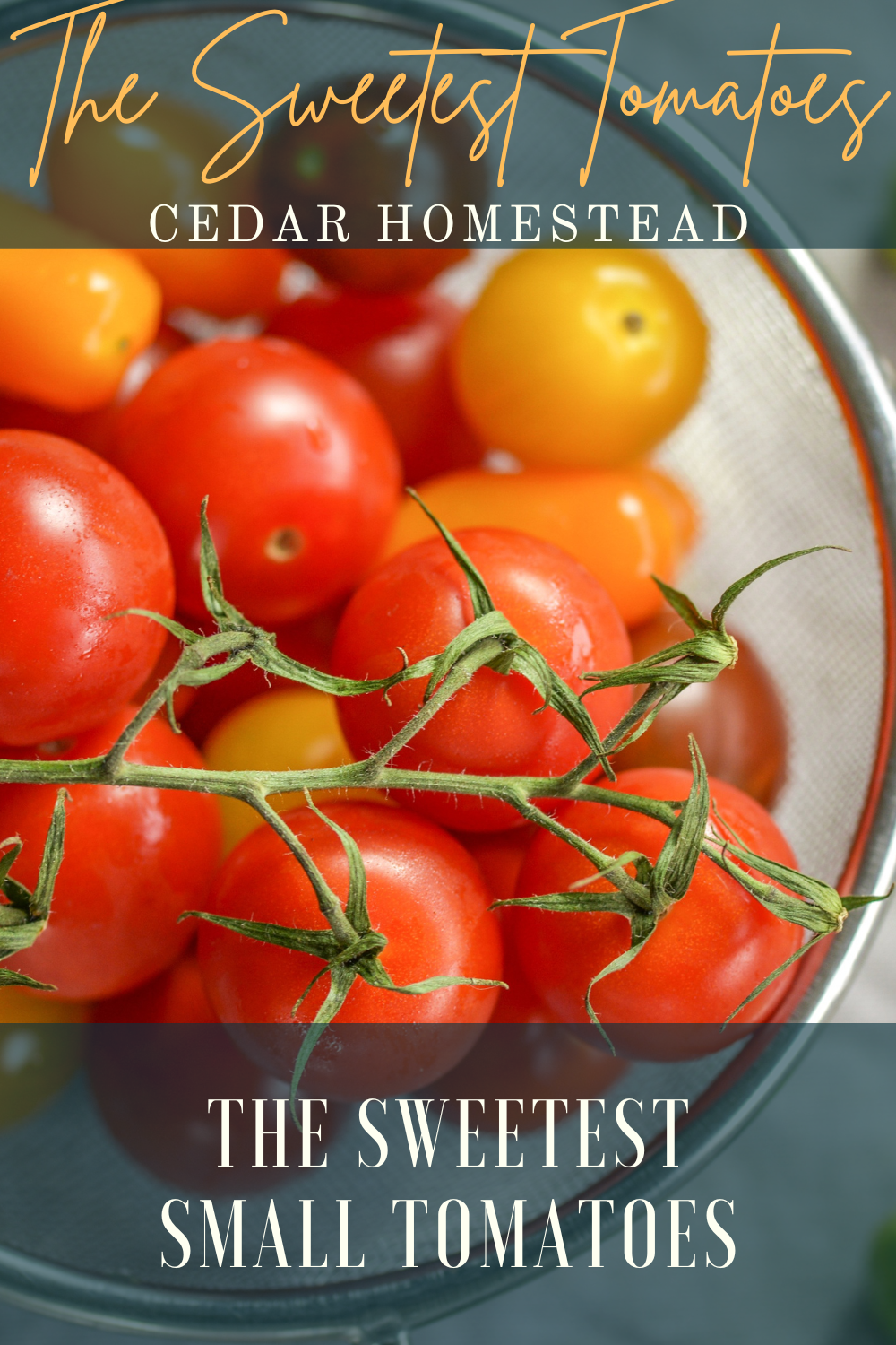 Sweetest Tomatoes The Best Varieties of Sweet Tomatoes to Try This