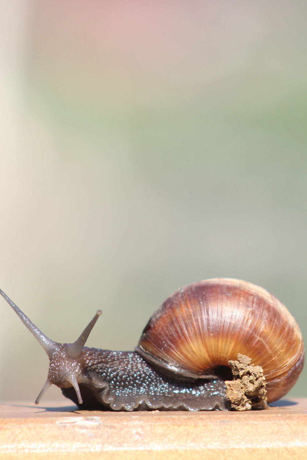 what do garden snails eat