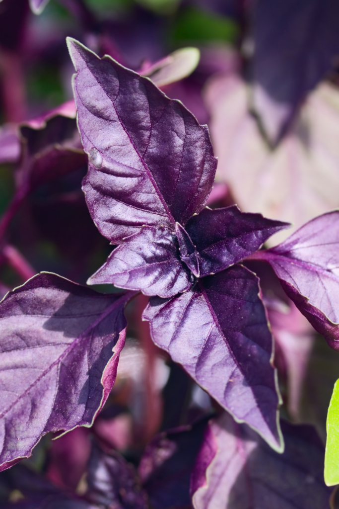 purple basil plant
