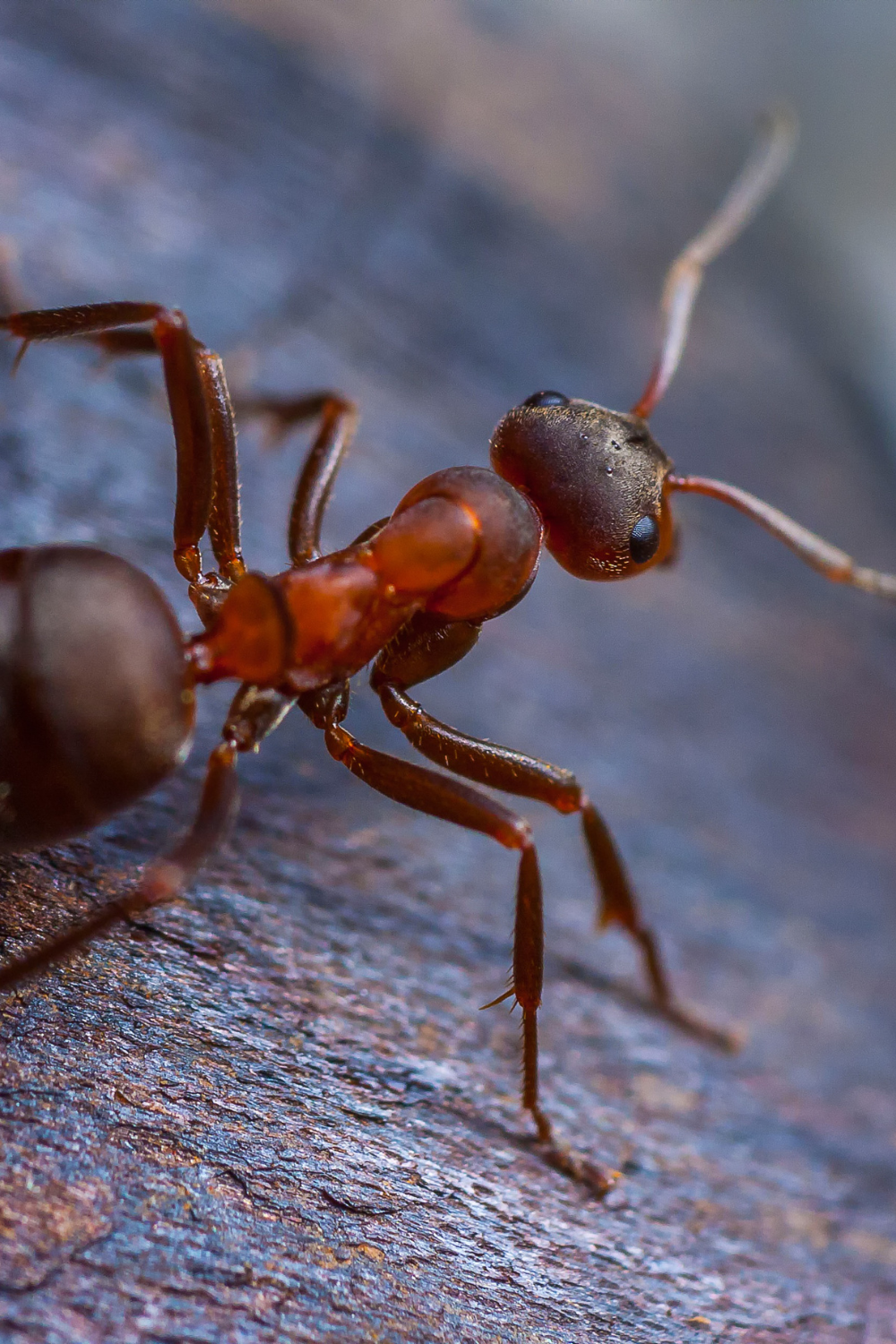 how to get rid of ants from potted plants