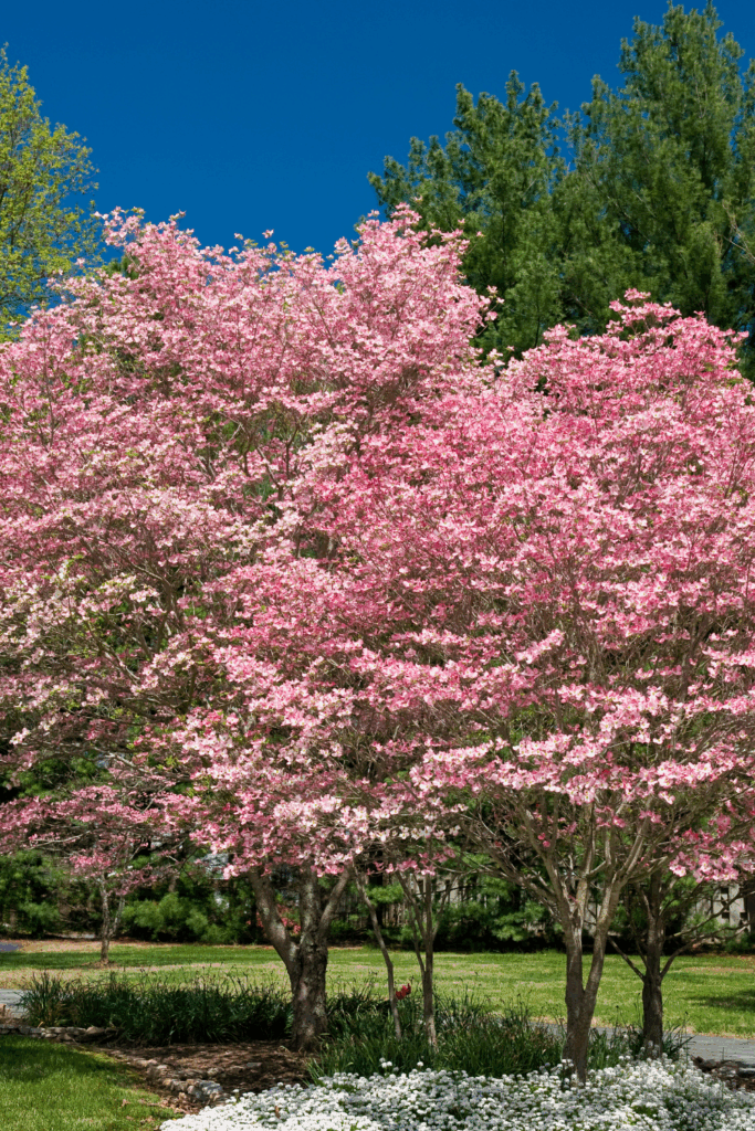 flowering trees