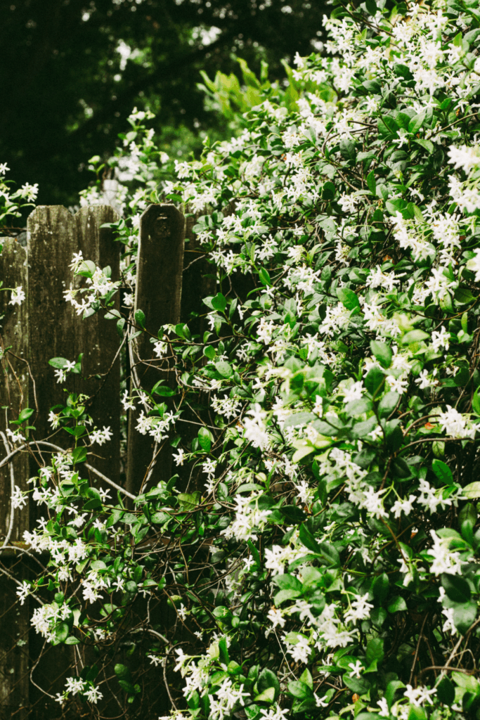 landscape design ideas