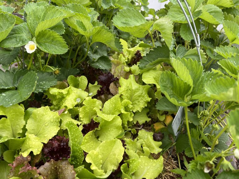 garden for small space