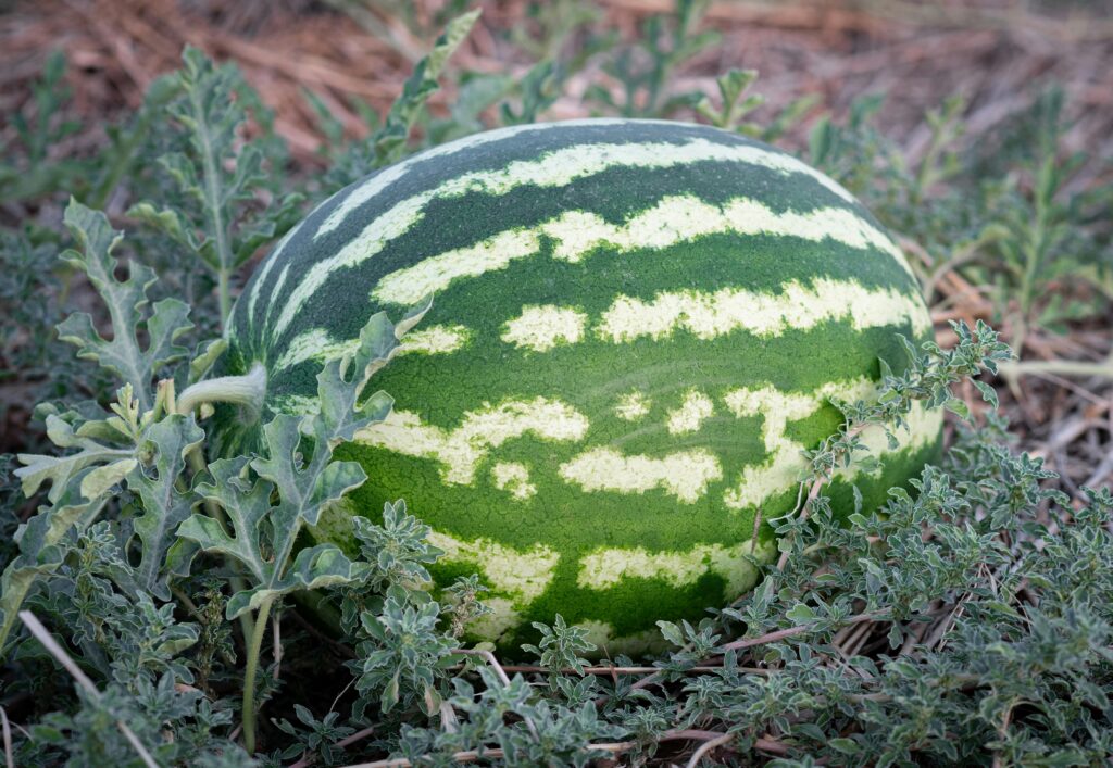 how do you know when a watermelon is ready to pick
