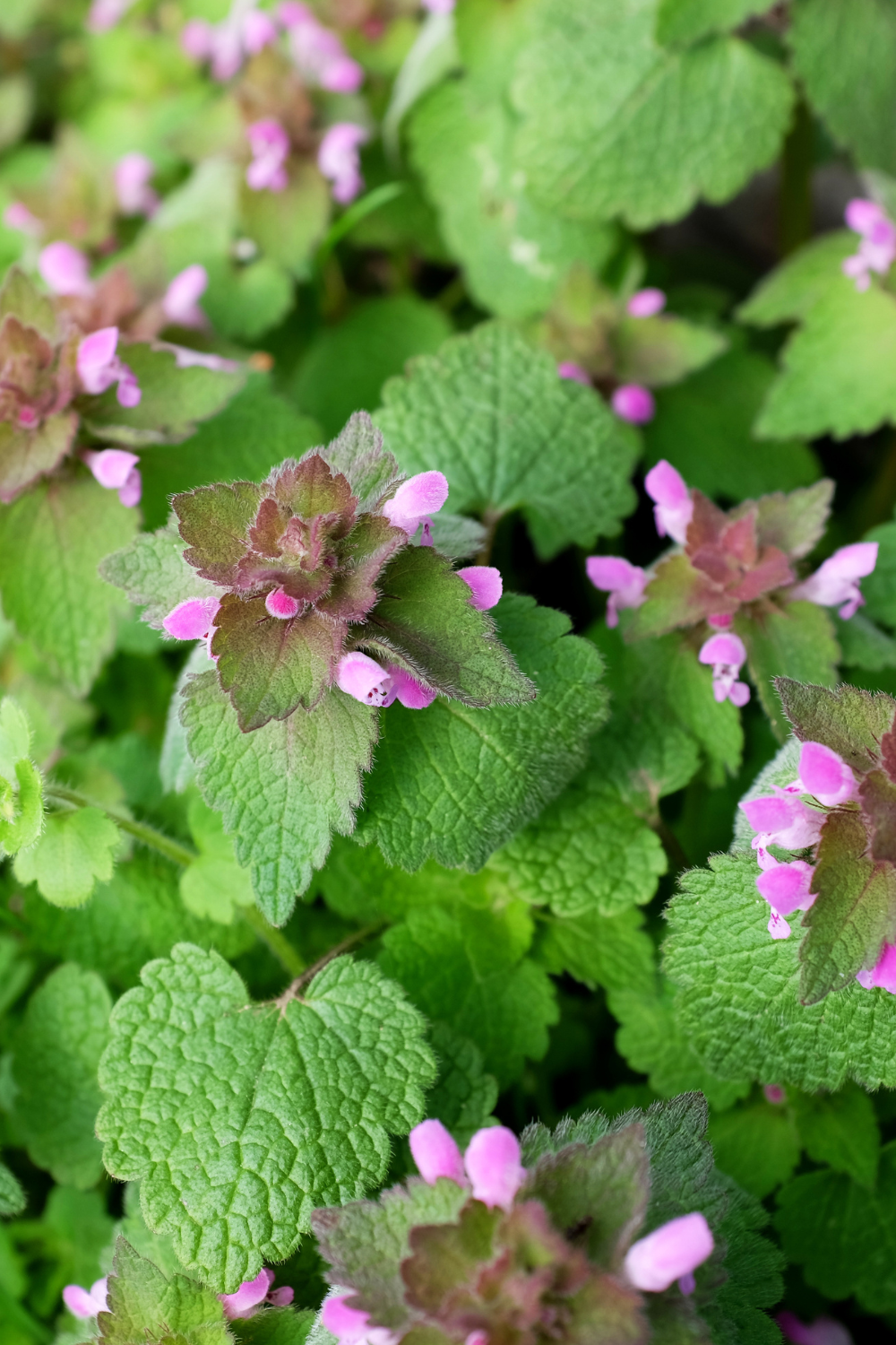 dead nettle