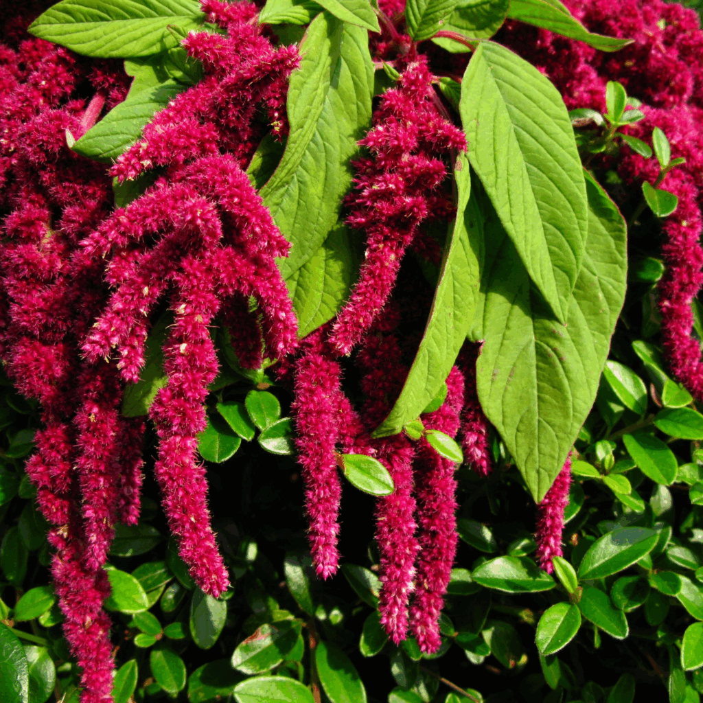 Garden Companion Planting