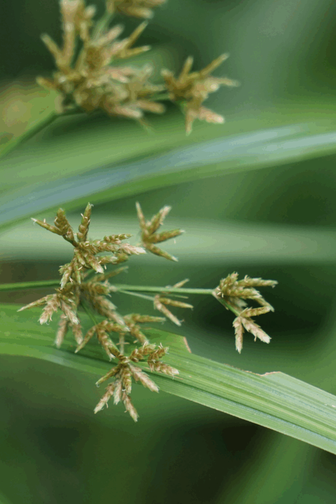 Natural Ways To Kill Weeds