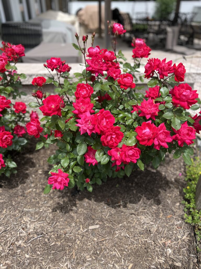 Roses Landscaping Ideas