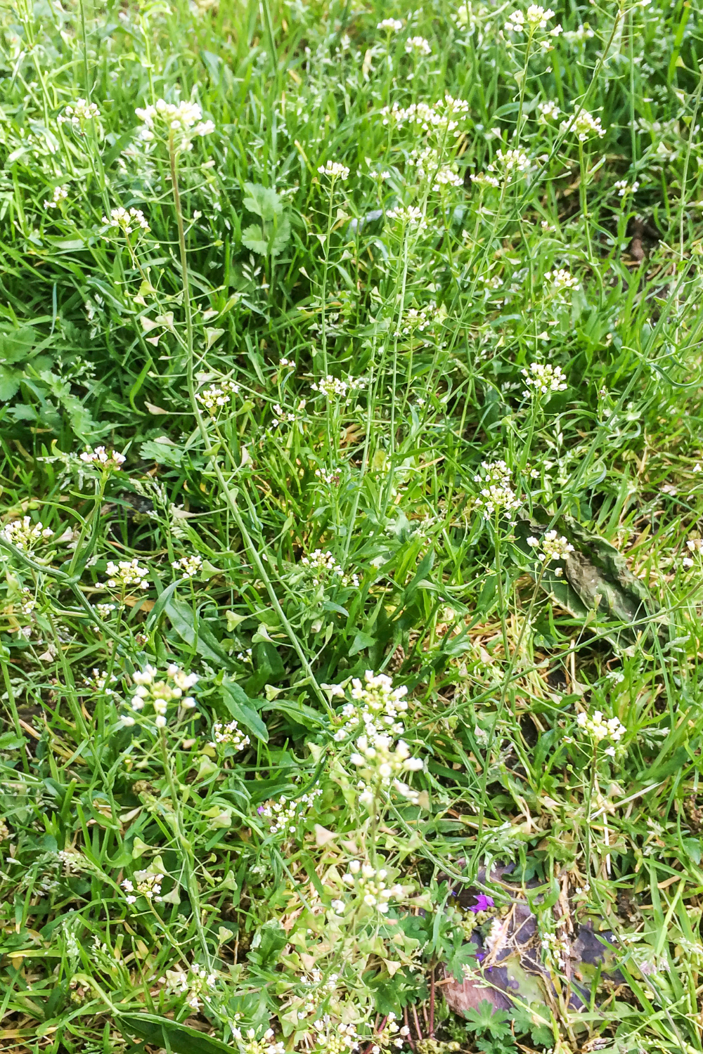 Shepherd's purse