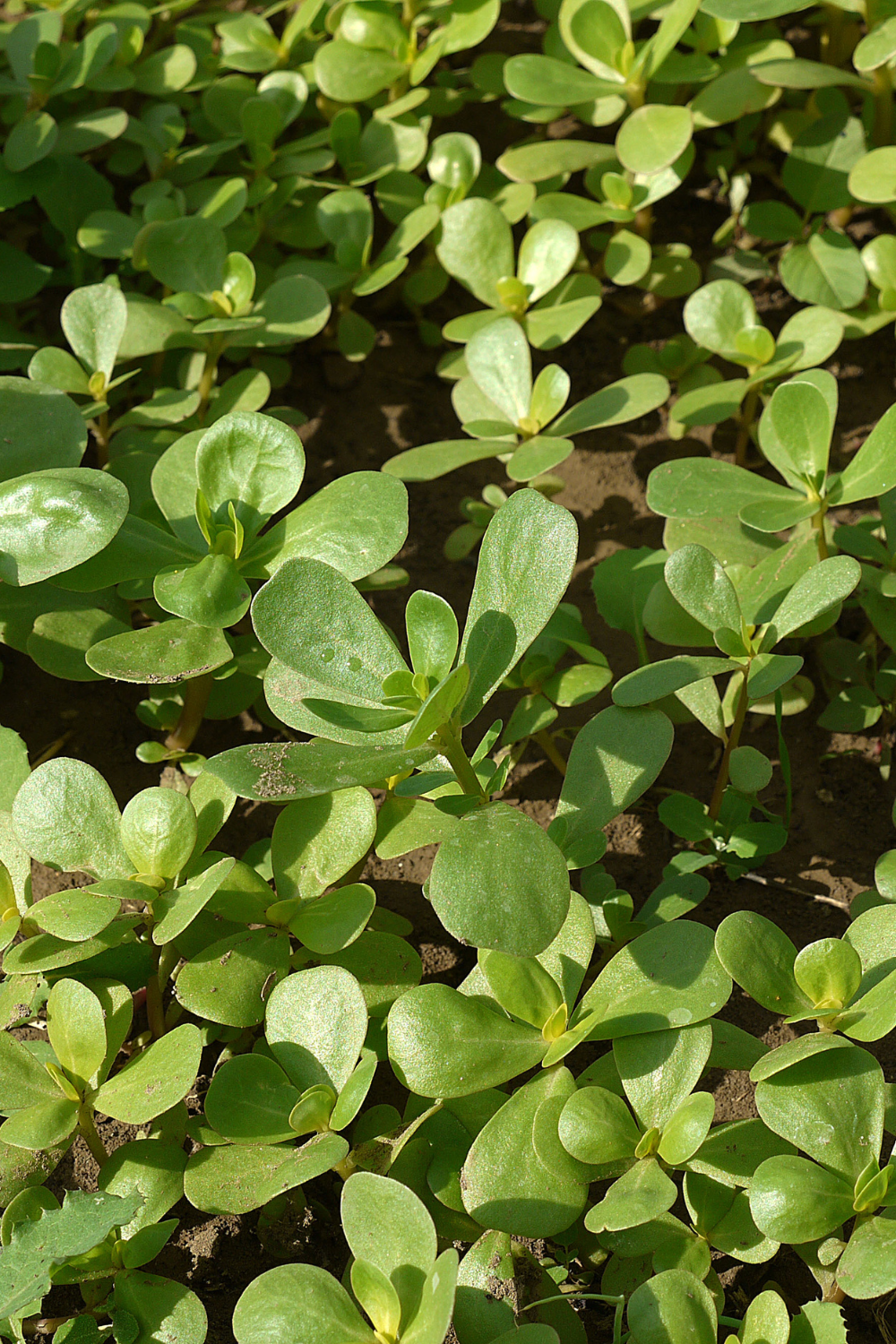 Weeds In Garden