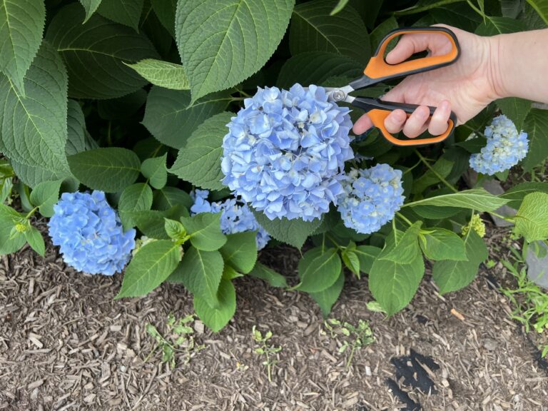best vegetable garden tools