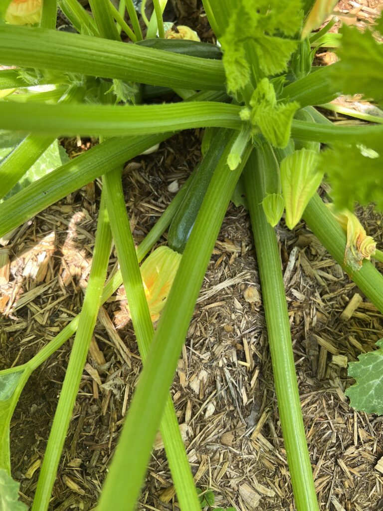 best way to freeze zucchini