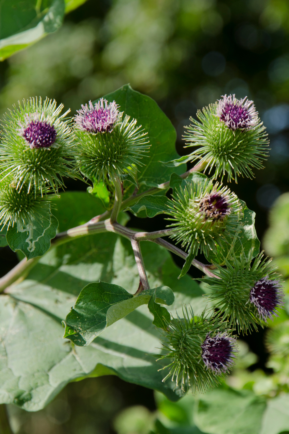 burdock