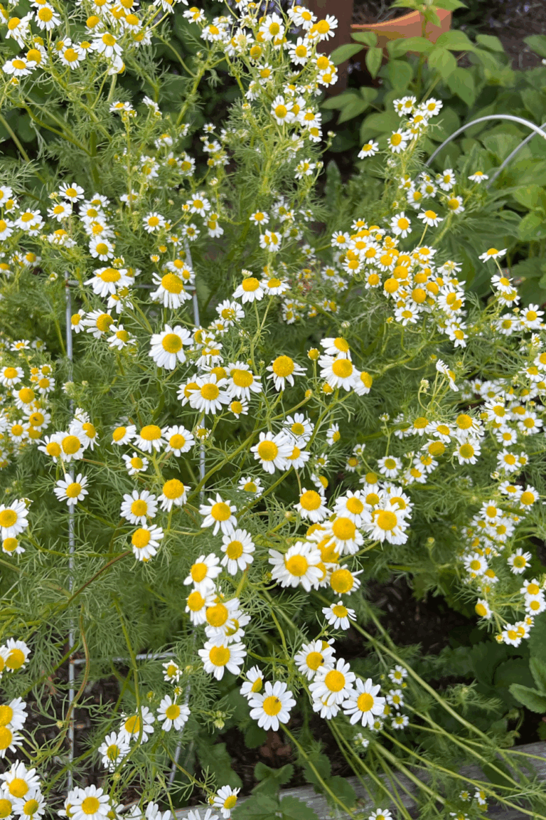 chamomile