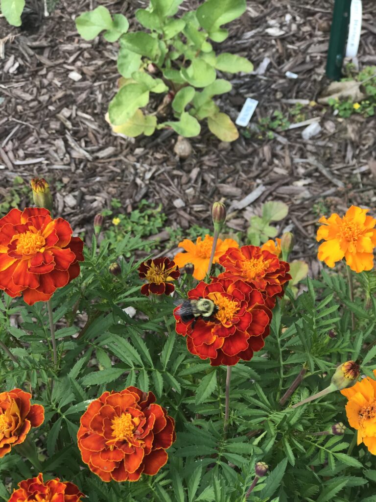 cherry tomato companion plants