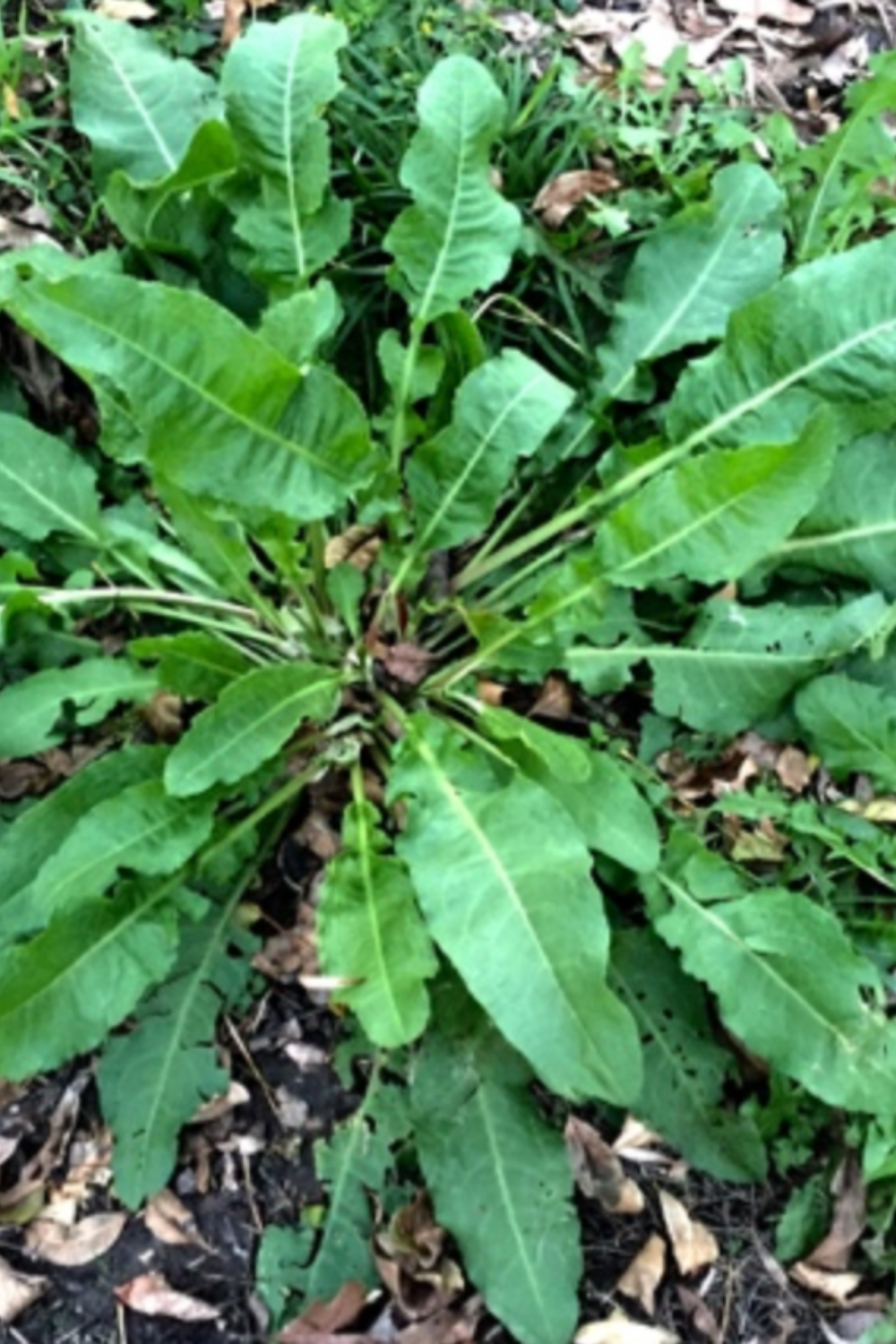dockweed