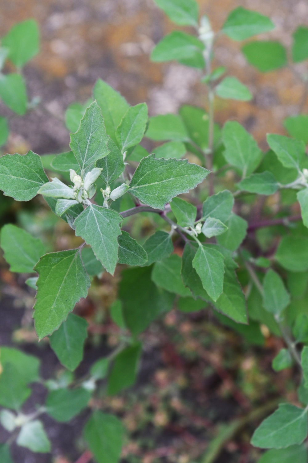 kill weeds