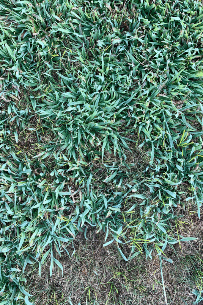 lawn ideas