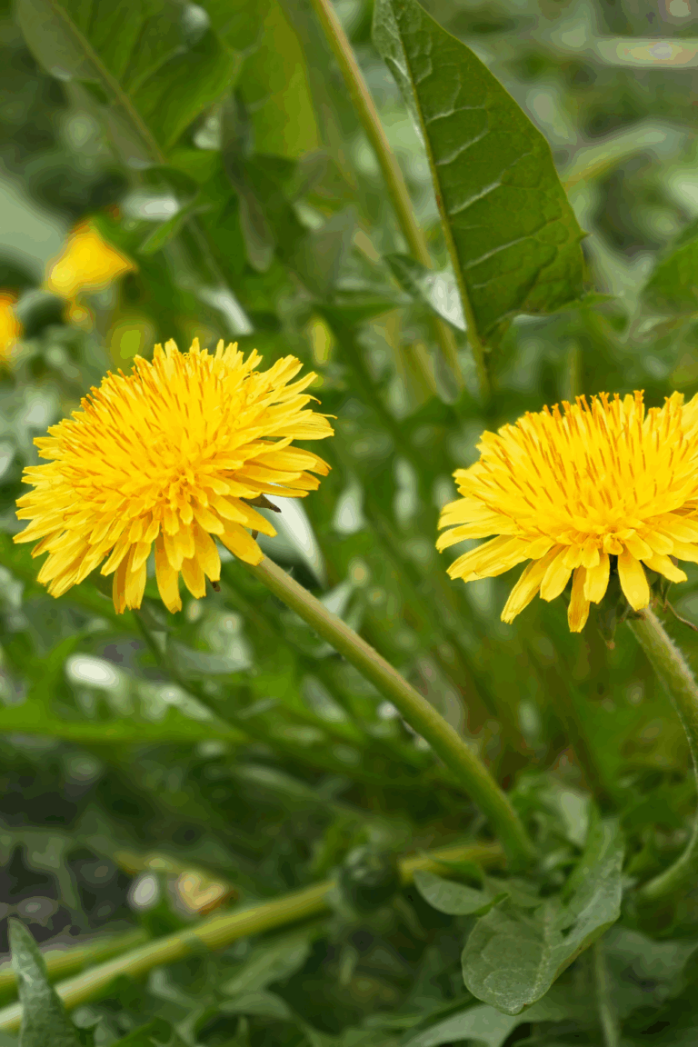 natural lawn