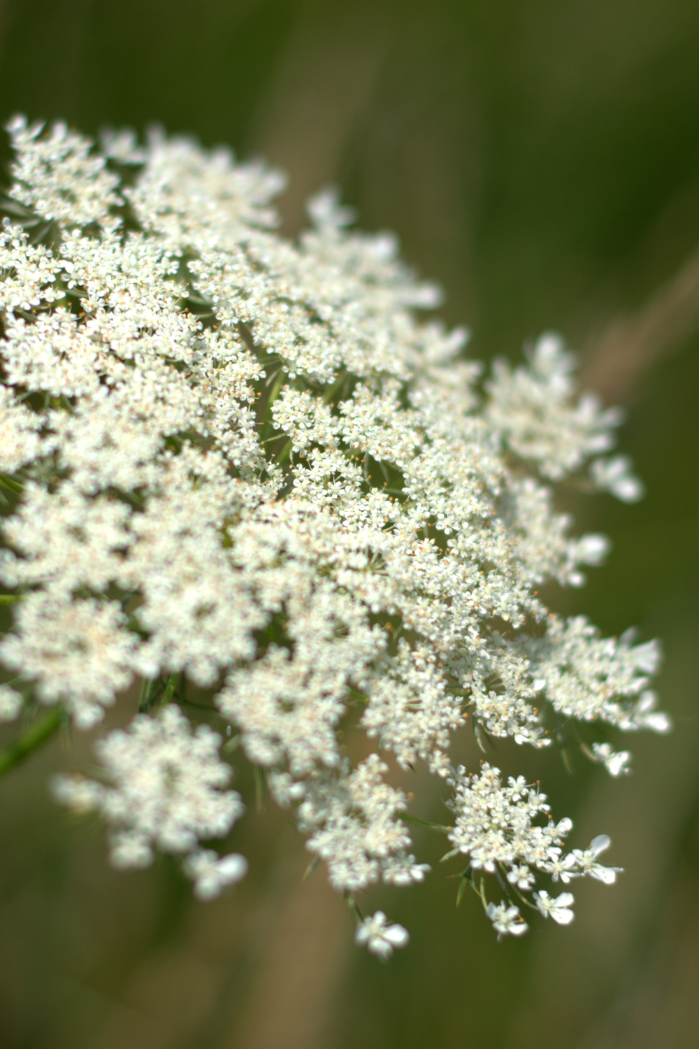 queen anne's lace