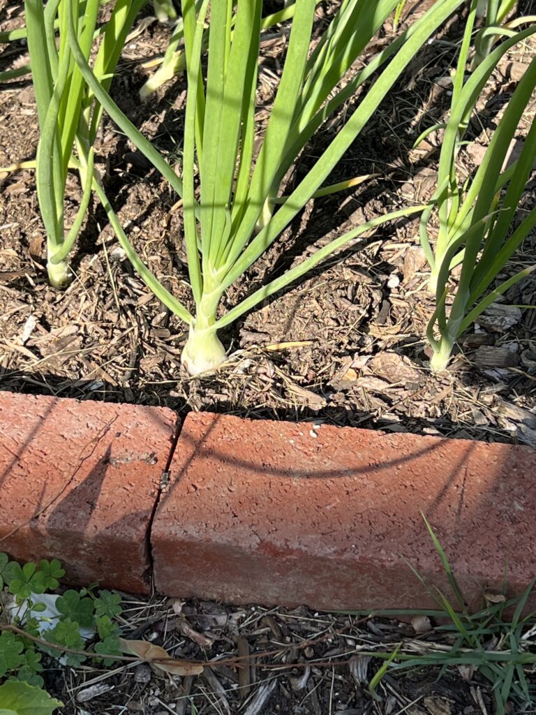tomato companion flower