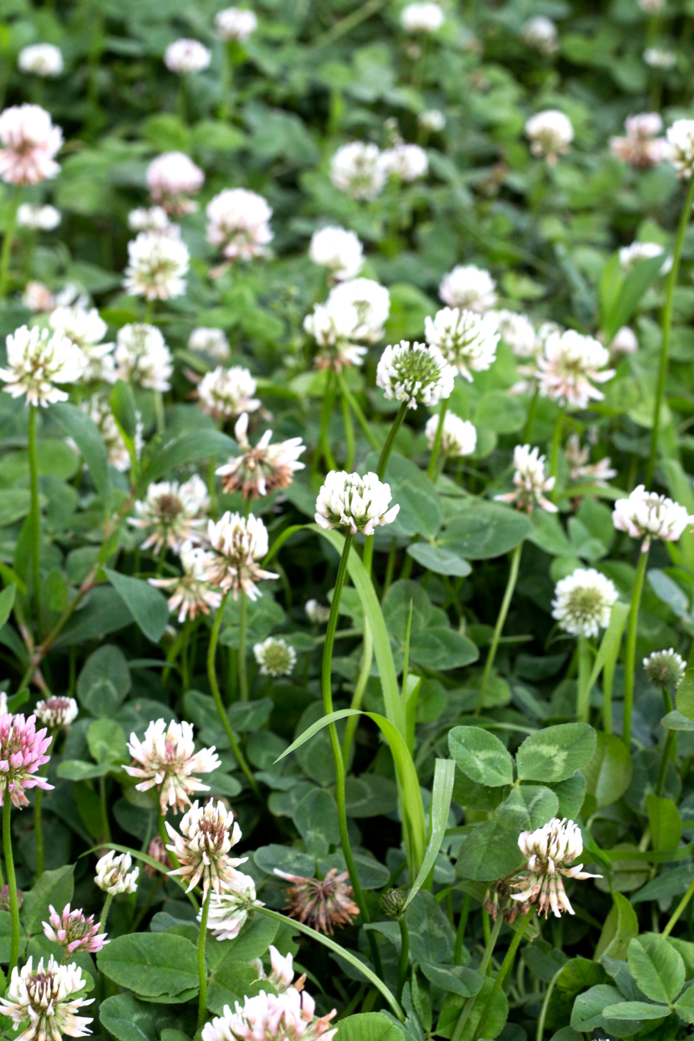 white clover