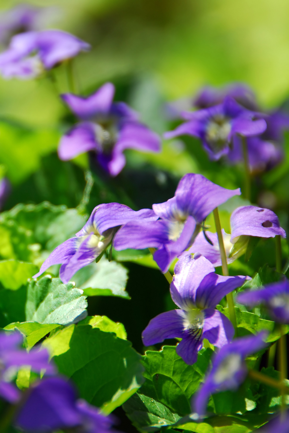 wild violet