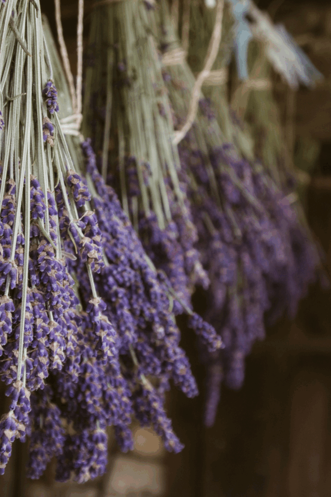 how to dry lavender