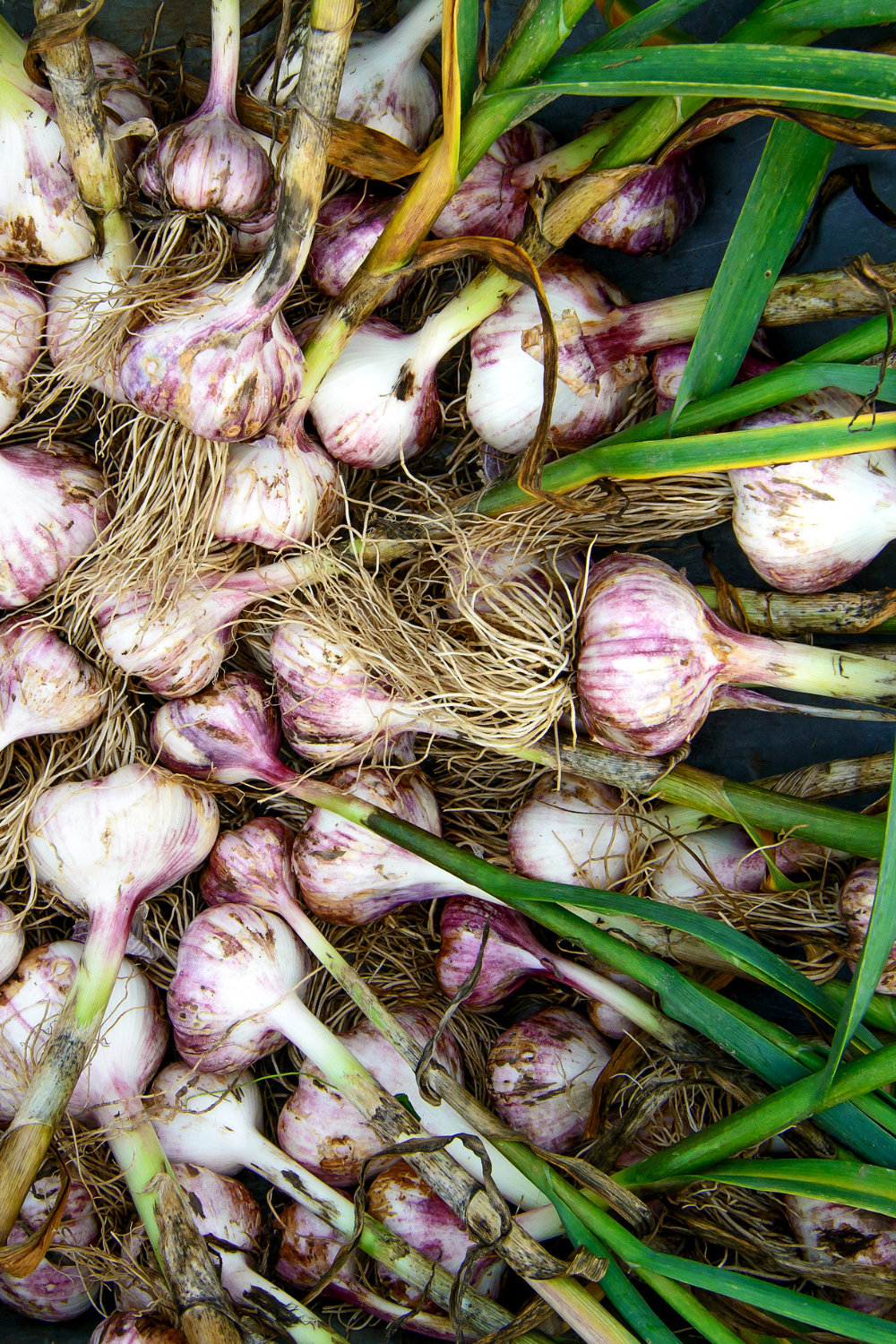 when to harvest garlic