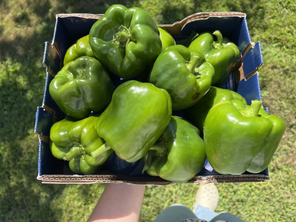 what to plant in the fall