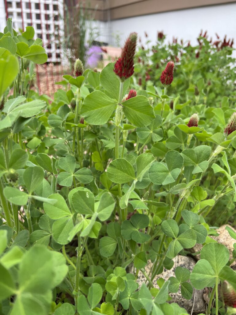 cold weather crops