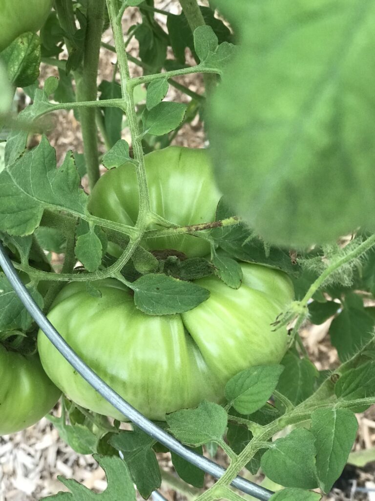 what to do with green tomatoes