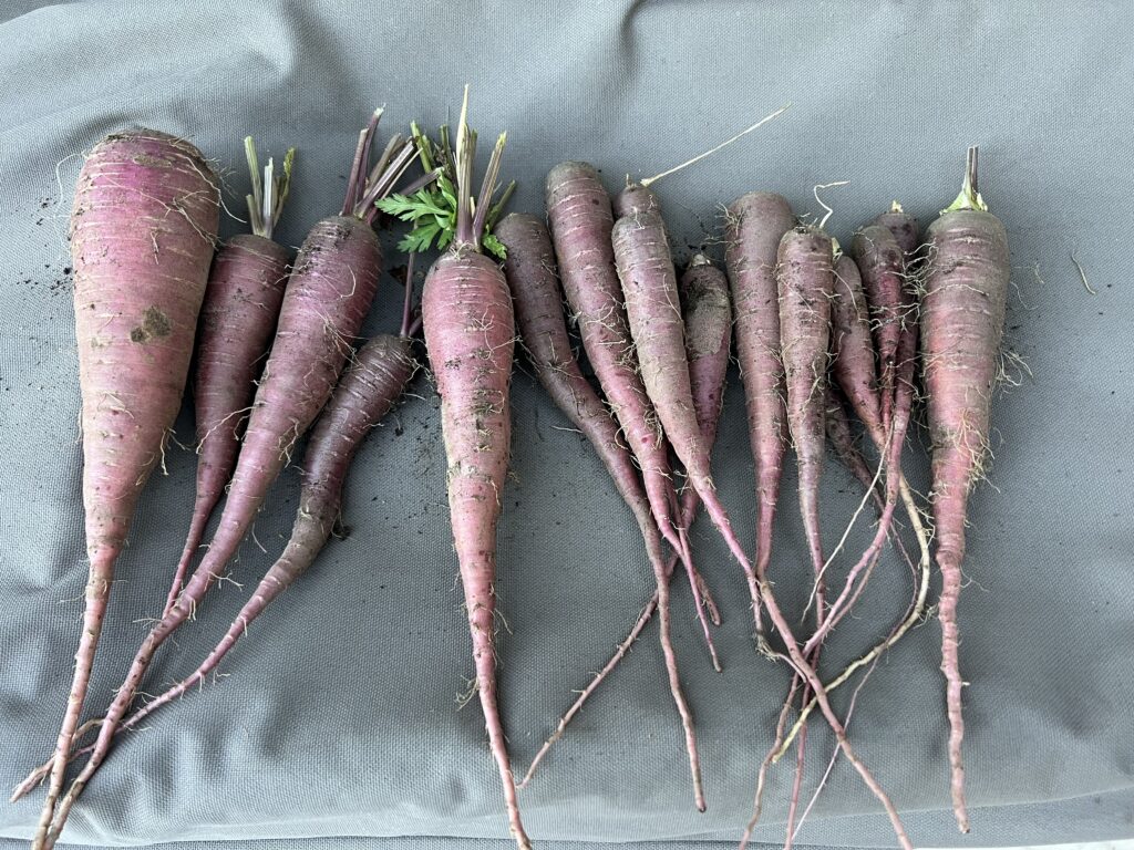 what to plant