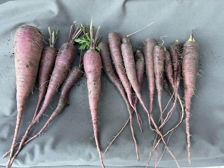 what to plant
