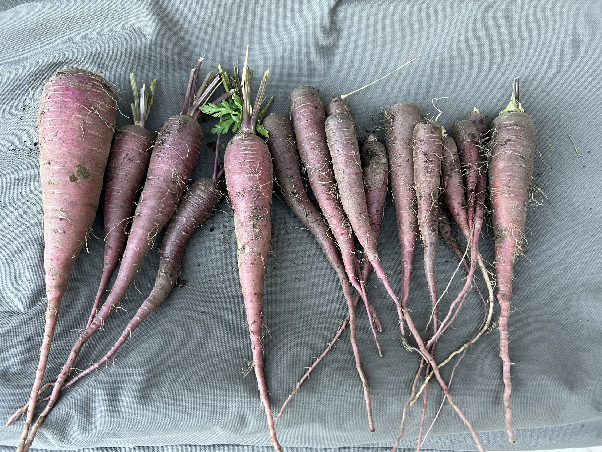 what to plant