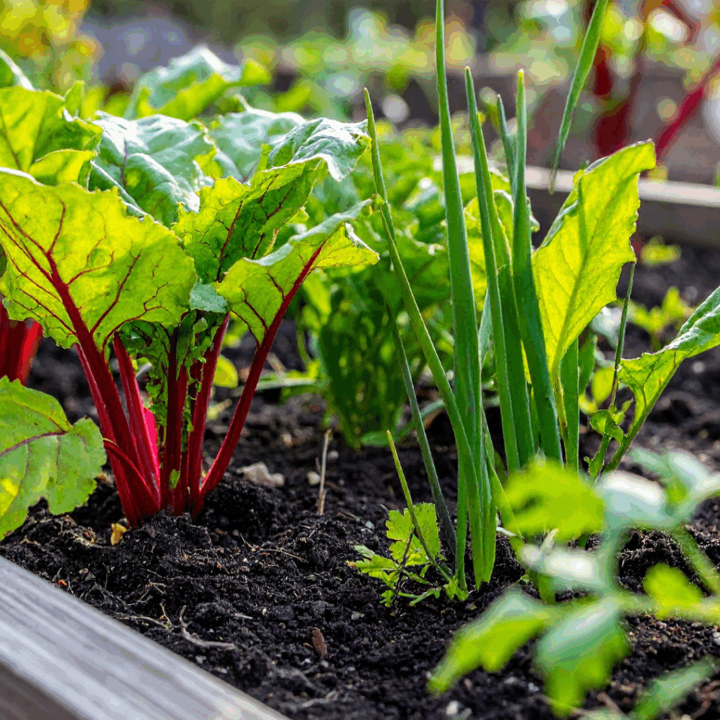 winder garden