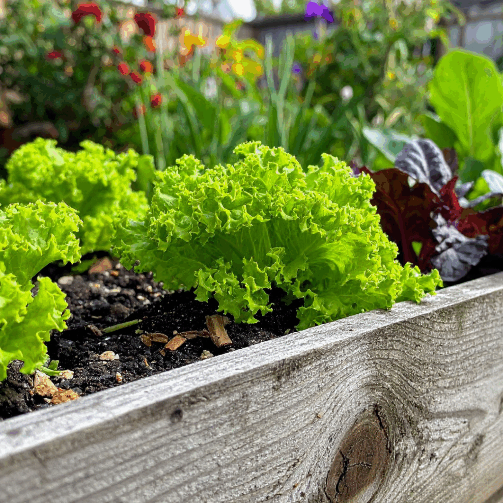 winter garden ideas