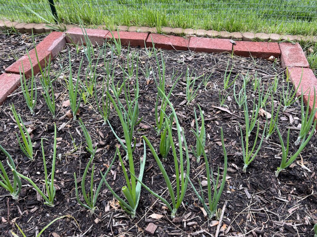 winter hardy vegetables