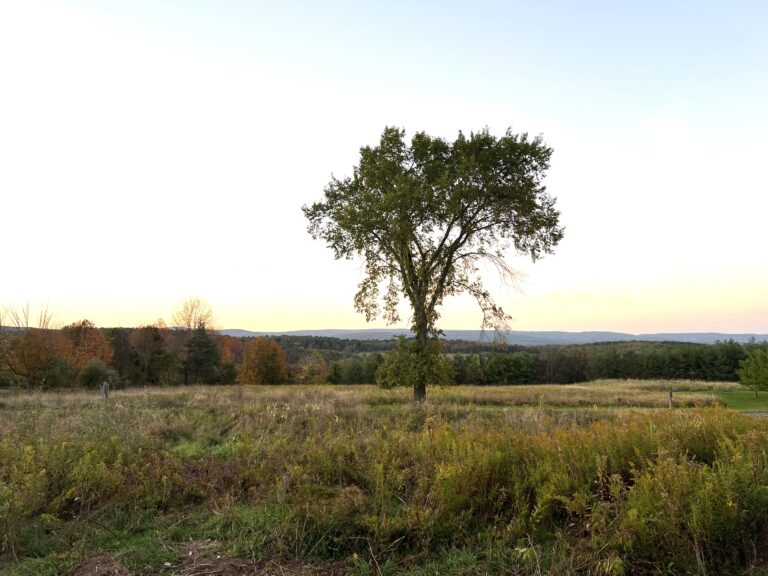 buying land