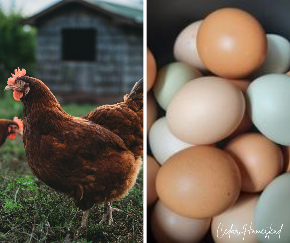Side-by-side photo collage showing a brown hen standing in grass next to a rustic coop on the left, and a close-up of assorted farm-fresh eggs in shades of brown, cream, and pale blue on the right. The bottom corner includes the Cedar Homestead logo.